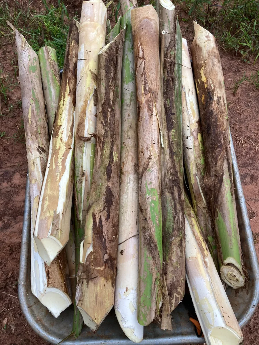 Palmitos de pupunha colhidos, com parte do miolo exposto